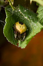 Marbled orb weaver spider {Araneus marmoreus}  in daytime retreat, UK