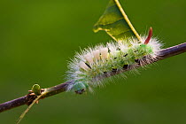 Caterpillar larva of the Pale tussock moth (Calliteara / Dasychira pudibunda) UK