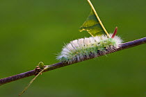 Caterpillar larva of the Pale tussock moth (Calliteara / Dasychira pudibunda) UK
