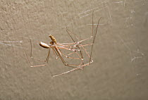 Daddy longlegs spider (Pholcus phangioides) pair mating, UK