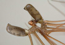 Daddy longlegs spider (Pholcus phangioides) close up of mating pair, UK