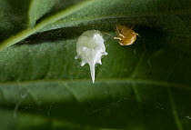 Egg sac of Scaffold spider (Theridion pallens) UK. Therididae