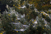 Hammock webs of money spiders {Linyphidae} on  gorse plants in autumn, UK