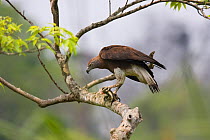Grey headed fish eagle {Ichthyophaga ichthyaetus} perched in tree, feeding on fish, Kaziranga NP, Assam, India