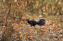 Kaleeg / Kalij pheasant (Lophura leucomelanos) Kaziranga NP, Assam, India