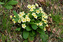 Primroses (Primula vulgaris) UK