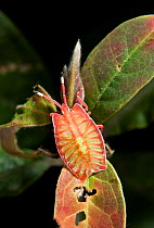 Stink bug {Tessaratomidae} camouflaged on leaf, Assam, India