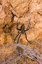 Tunnel web spider (Psechridae) Ri-Kyinge, Assam, India