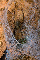 Tunnel web spider (Psechridae) at its web, Ri-Kyinge, Assam, India