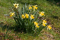 Wild daffodils (Narcissus pseudonarcissus) UK