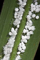 Woolly aphids {Aphioidea} UK