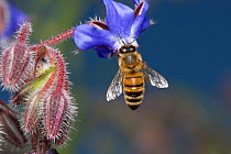 Honey bee (Apis mellifera) feeding on borage flower, UK