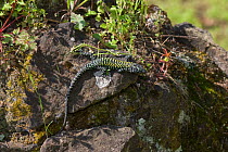 Wall lizard (Lacerta muralis) sunning on rock, Italy