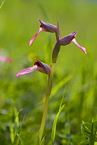 Tongue orchid (Serapias sp) Italy