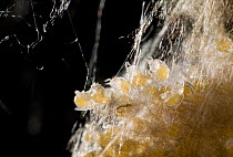 Spiderlings of American House spider {Parasteatoda tepidariourum}