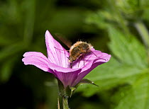 Bee fly {Bombylius SP} feeding from flower, UK
