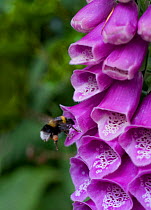 White tailed bumble bee {Bombus lucorum} collecting pollen from Foxglove flowers (Digitalis sp), UK