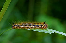 Caterpillar larva of Drinker moth (Philudoria / Euthrix potatoria) UK