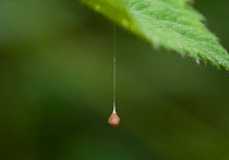 Egg sac of Ray spider (Theridiosoma gemmosum) hanging from leaf, UK