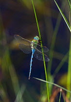 Emperor dragonfly (Anax imperator) male resting, UK