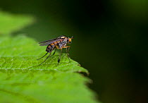 Fly, possibly a long legged fly (Dolichopus sp.) on leaf, UK