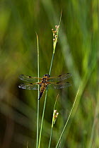 Four spotted chaser dragonfly (Libellula quadrimaculata) flying, UK