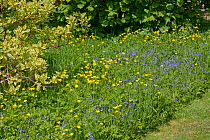 Speedwell {Veronica sp} and Creeping buttercup {Ranunculus repens} growing as weeds in garden, Sussex, UK