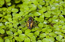 Hoverfly (Helophilus pendulus) amongst duckweed on pond surface, UK