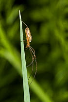 Long jawed orb weaver spider (Tetragnatha sp) UK