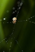 Ray spider (Theridiosoma gemmosum) on web, UK
