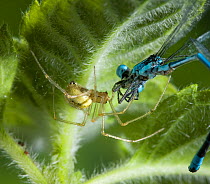 Scaffold web / Comb footed spider (Enoplagnatha ovata) with damselfly prey, UK, Theridae
