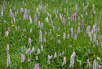 Field of Common spotted orchids (Dactyloriza fuchsii) UK