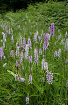Field of Common spotted orchids (Dactyloriza fuchsii) UK