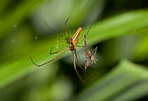 Slender orb weaver spider (Tetragnatha extensa) on web with prey, UK