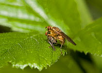 Yellow dung fly (Scathophaga stercoraria) with fly prey, UK