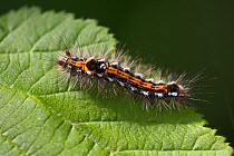 Caterpillar larva of Yellow tail moth {Euproctis similis} on leaf, UK