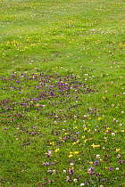 'Natural' garden lawn with wild flowers (Self-heal, bird's foot trefoil and white clover), no weedkillers used, Sussex, UK
