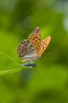 Silver washed fritillary butterfly (Argynnis paphia) Europe
