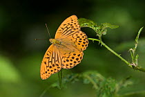 Silver washed fritillary butterfly (Argynnis paphia) UK