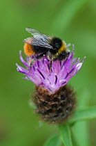 Bumble bee {Bombus sp} on Knapweed flower {Centaurea sp), UK