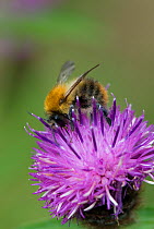 Bumble bee {Bombus sp} on knapweed flower (Centaurea sp), UK