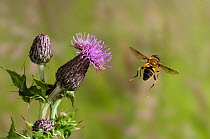 Hover fly / Drone fly (Eristalis sp) taking off from Knapweed flower, UK