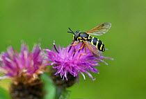 Hover fly {Chrysotoxum sp} on Knapweed flower, UK