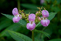 Himalayan balsam (Impatiens glandulifera) flowers, UK