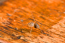 Spitting spider (Scytodes thoracica) on wood, UK