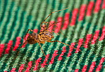 Spitting spider (Scytodes thoracica) on cloth, UK