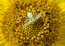 Goldenrod crab spider (Misumema vatia) on flower, Thomisidae, UK