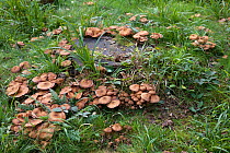 Honey Fungus (Armillaria mellea) on oak stump, UK