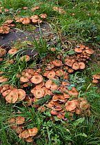 Honey fungus (Armillaria mellea) on oak stump. Sussex, UK