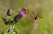 Hover fly (Eristalis tenax) taking off from Knapweed flower, UK